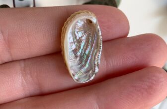 El tesoro iridiscente del océano: la historia del Abulón y el Nácar